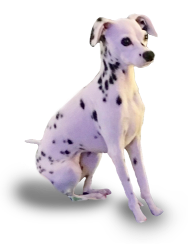 miniature dalmatian dog