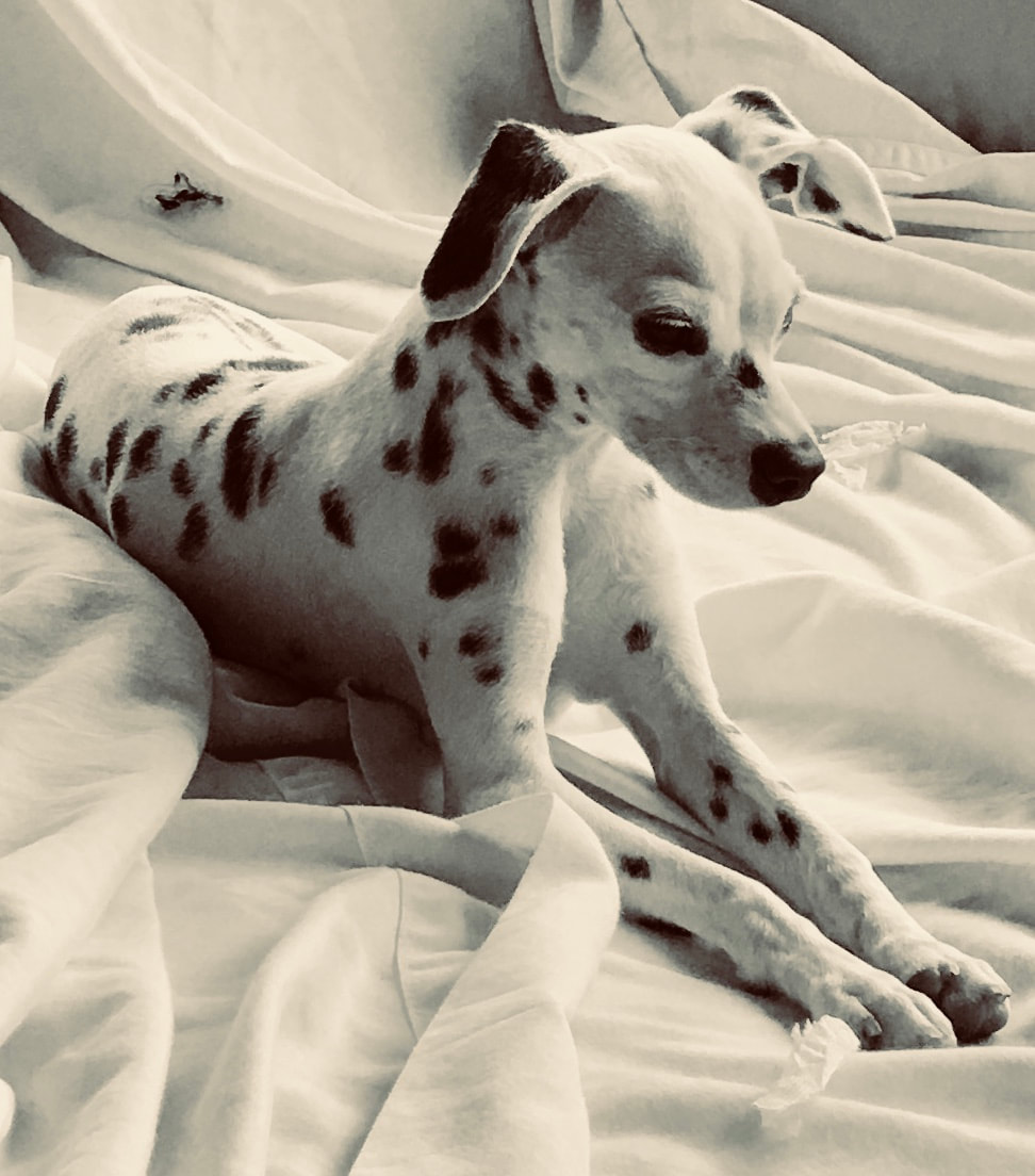 miniature dalmatian dog