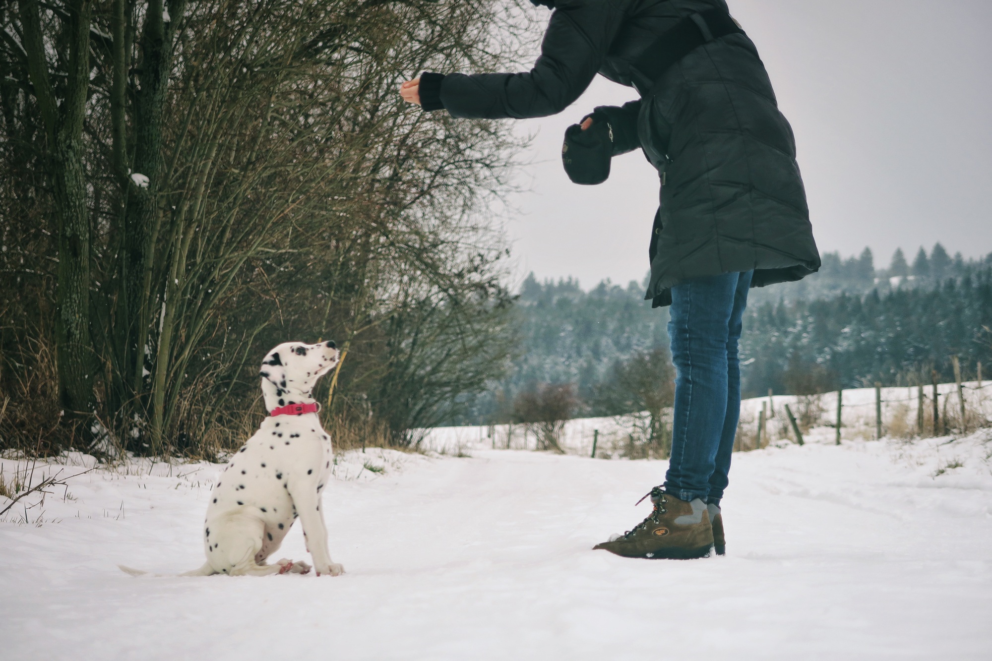 Dalmatian puppy winter training